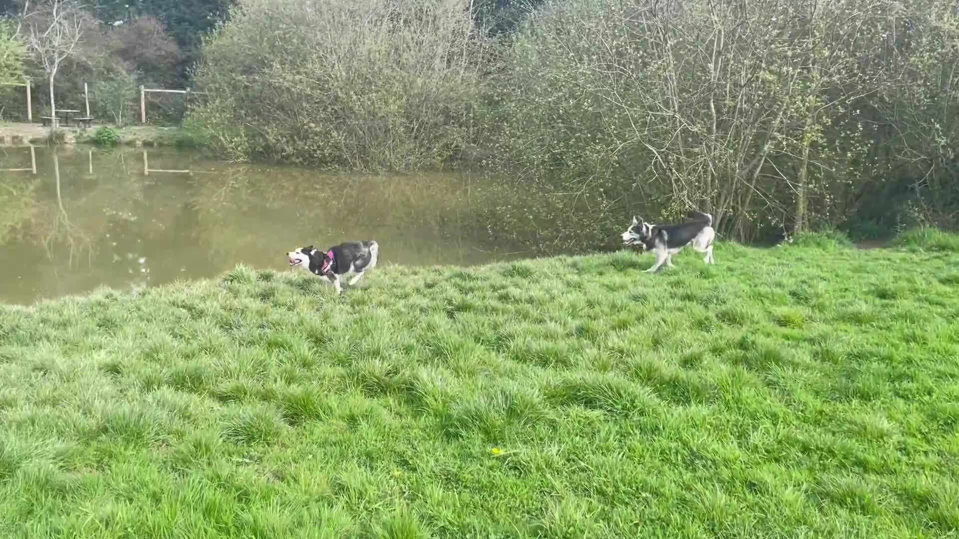 Siberian Husky dogs for sale: Demon - Video 2