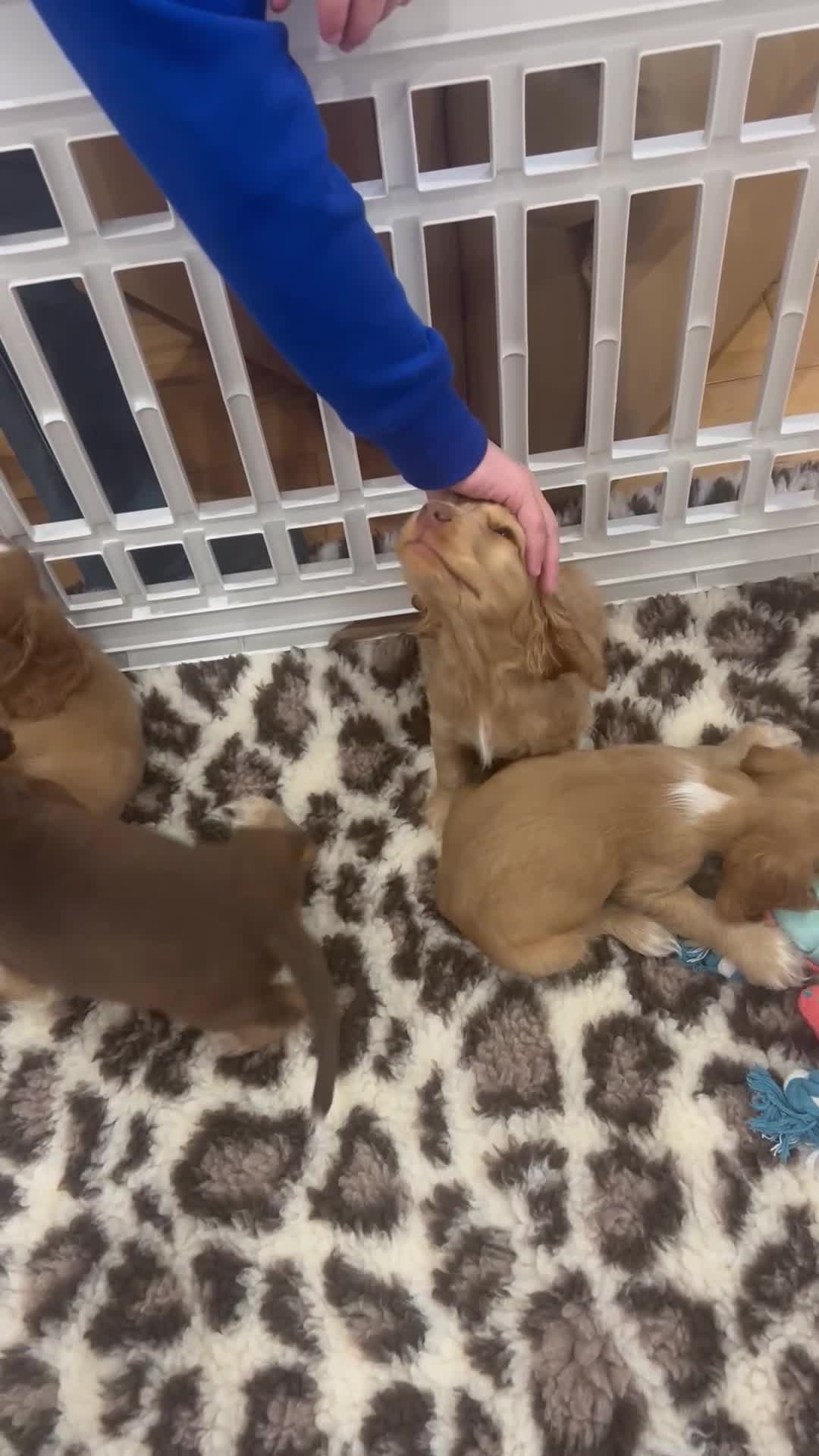 Cocker Spaniel dogs for sale: 4⭐️Licensed KC Reg English Show Cocker Spaniel - Video 4