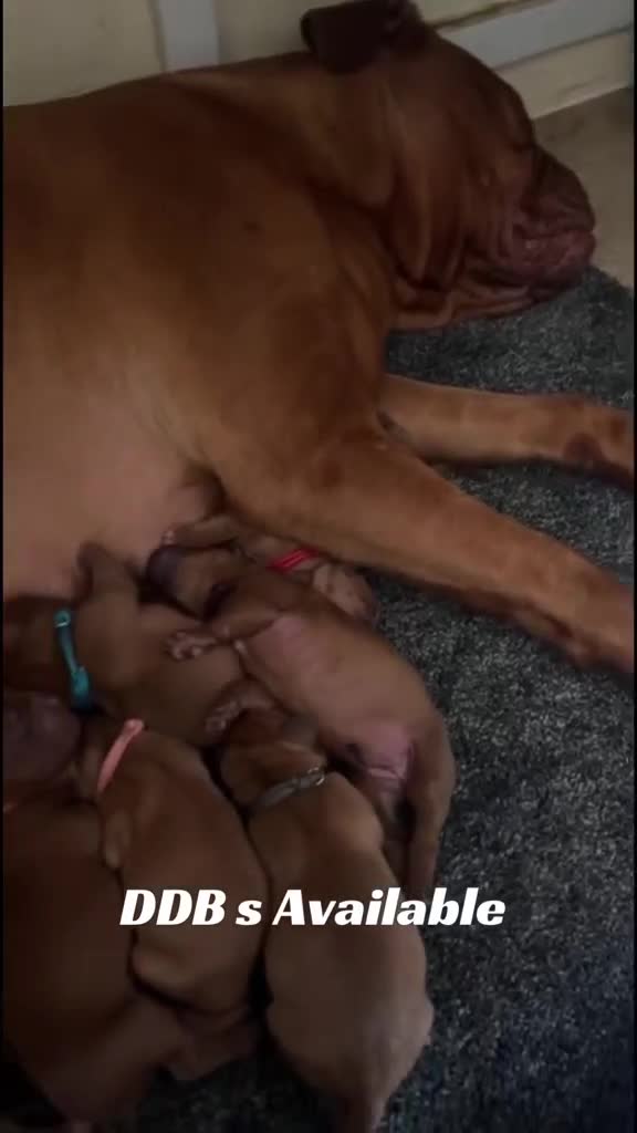 Dogue De Bordeaux dogs for sale: Dogue De Bordeaux Puppies - Video 4