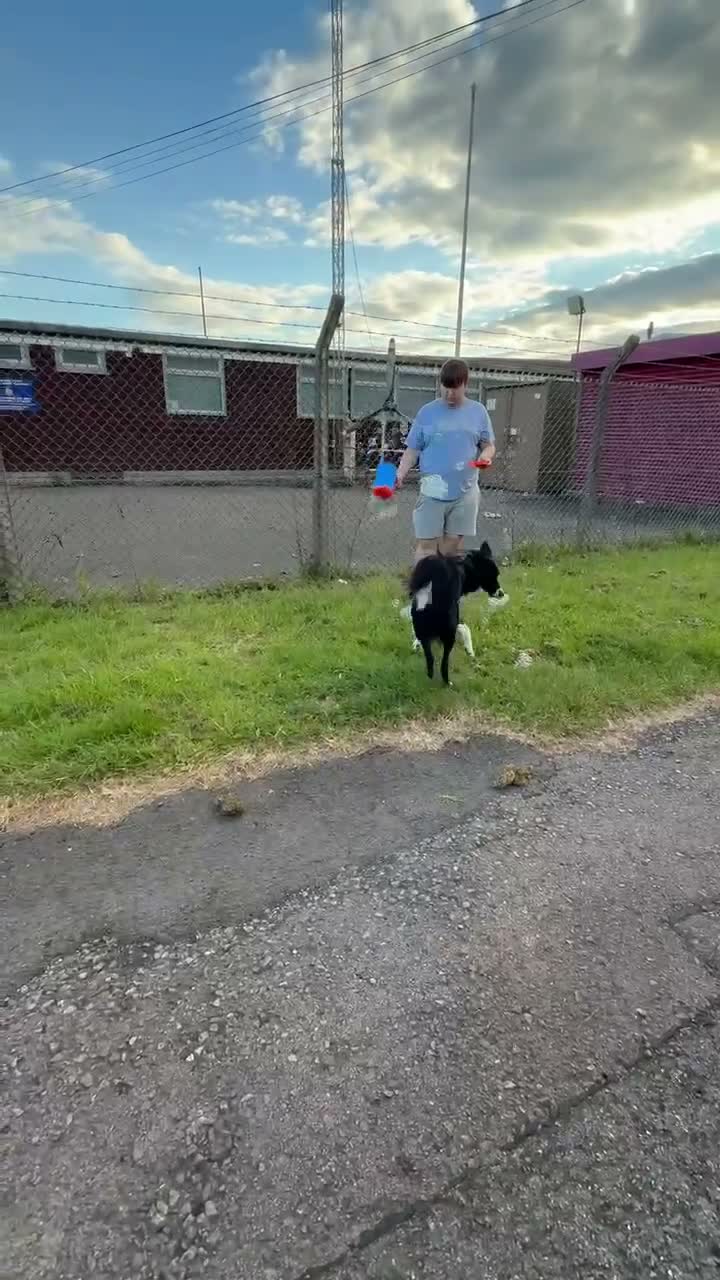 Border Collie dogs for sale: Beau aged 1 (nearly 2)  - Video 3