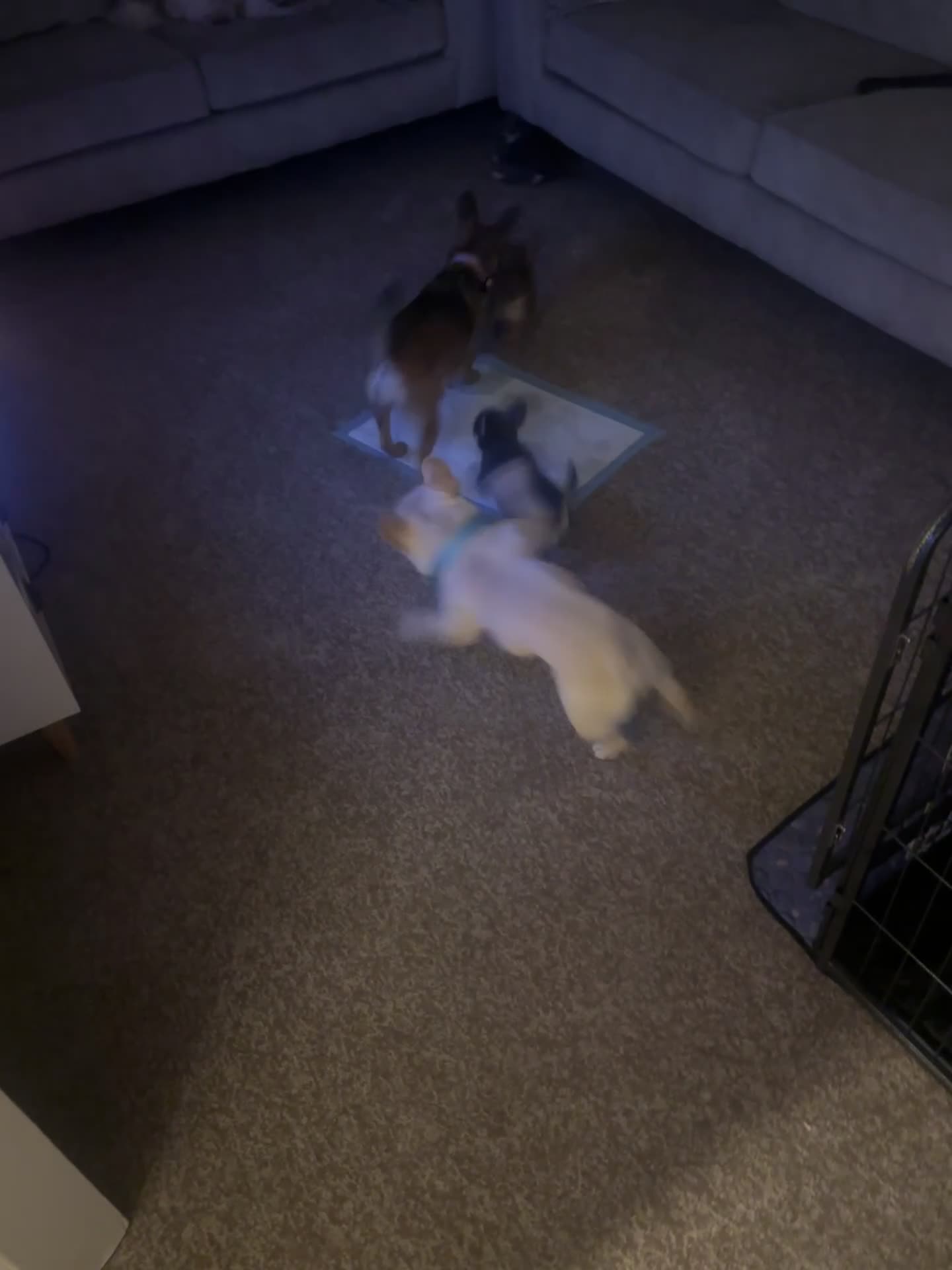 Mixed Breed dogs for sale: Puppies - Video 1