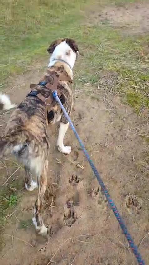 Mixed Breed dogs for adoption: Urgent Foster Home - Video 2