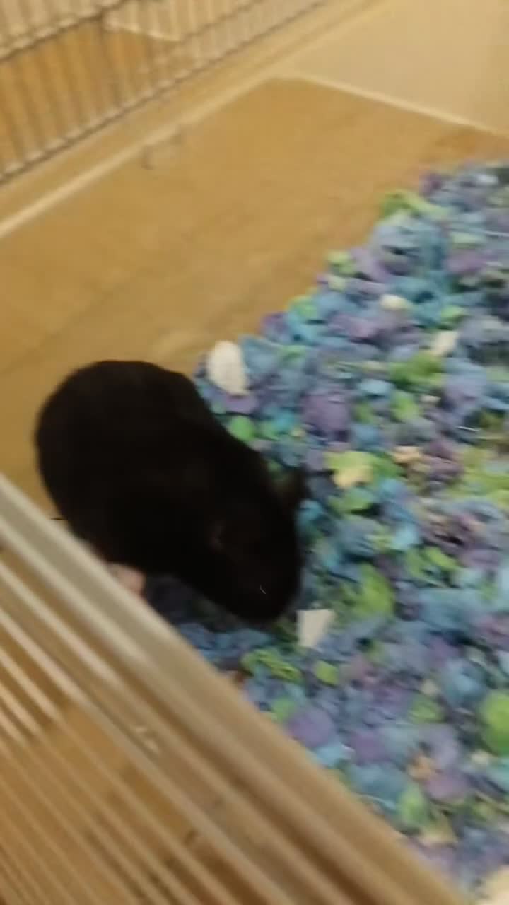 Hamster rodents for sale: Syrian Hamster For Sale. - Video 1