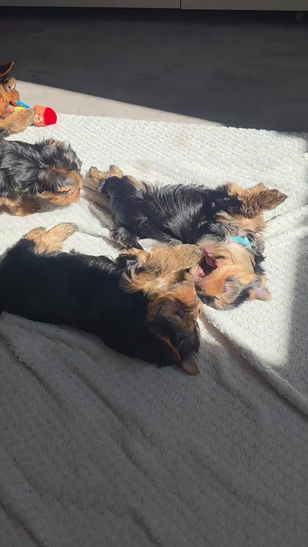 Yorkshire Terrier dogs for sale: Pedigree miniature Yorkshire terriers puppies  - Video 3