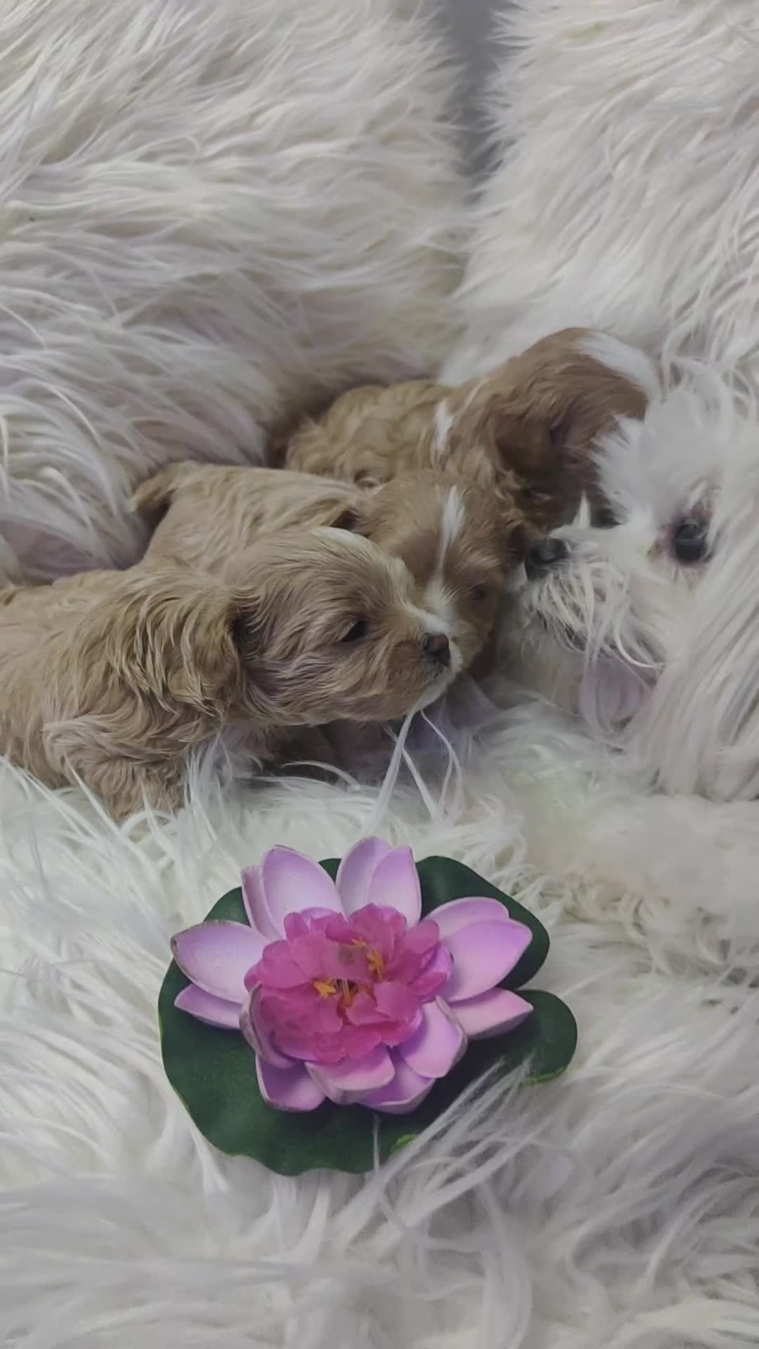 Maltipoo dogs for sale: F1 Tiny Maltipoo Puppies  - Video 1
