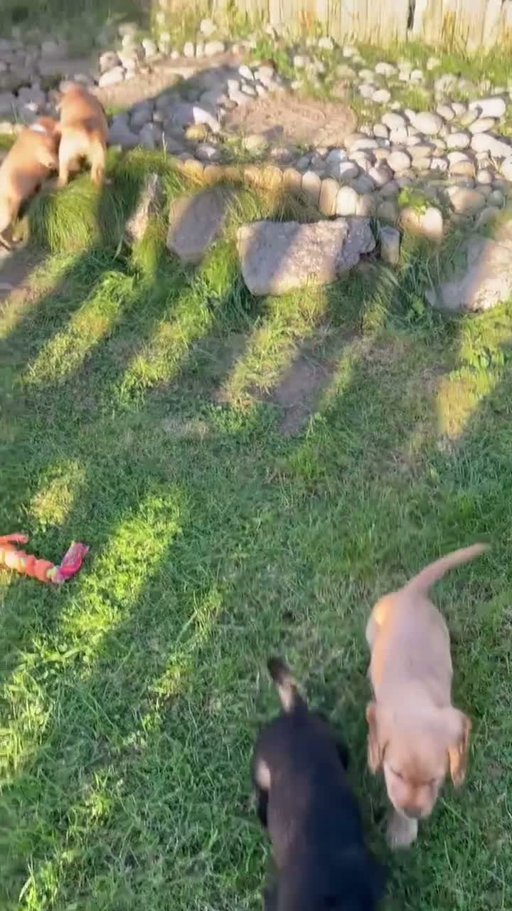 Cocker Spaniel dogs for sale: Beautiful Cocker spaniel pups  - Video 2