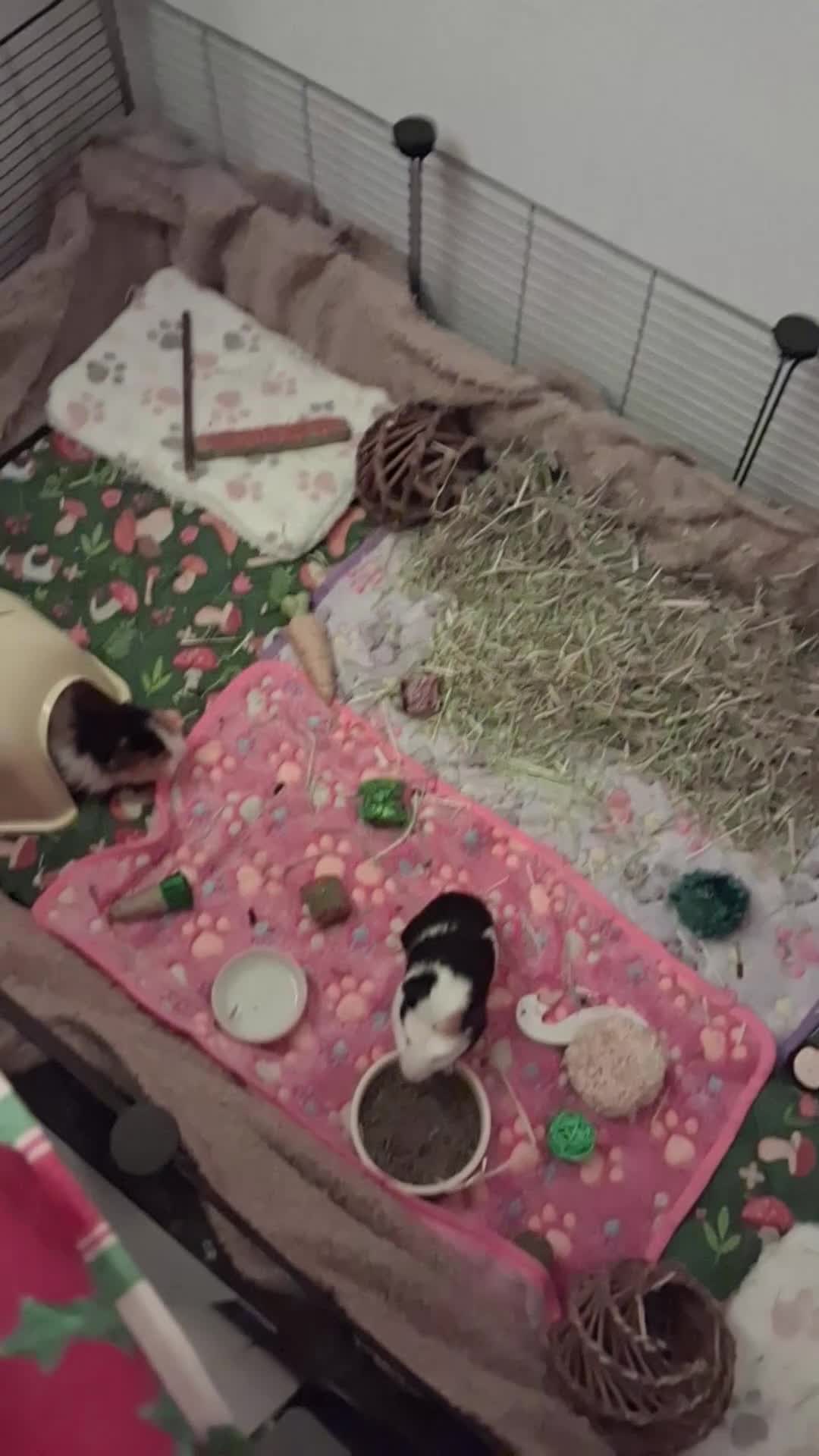 Guinea Pig rodents for sale: Guinea Pigs - Video 2