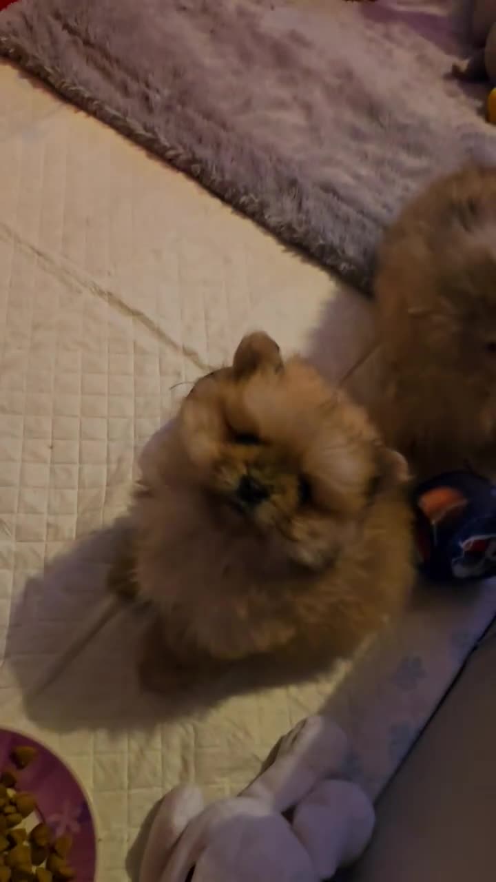 Pomeranian dogs for sale: Beautiful tiny pom boy💙💙 - Video 4