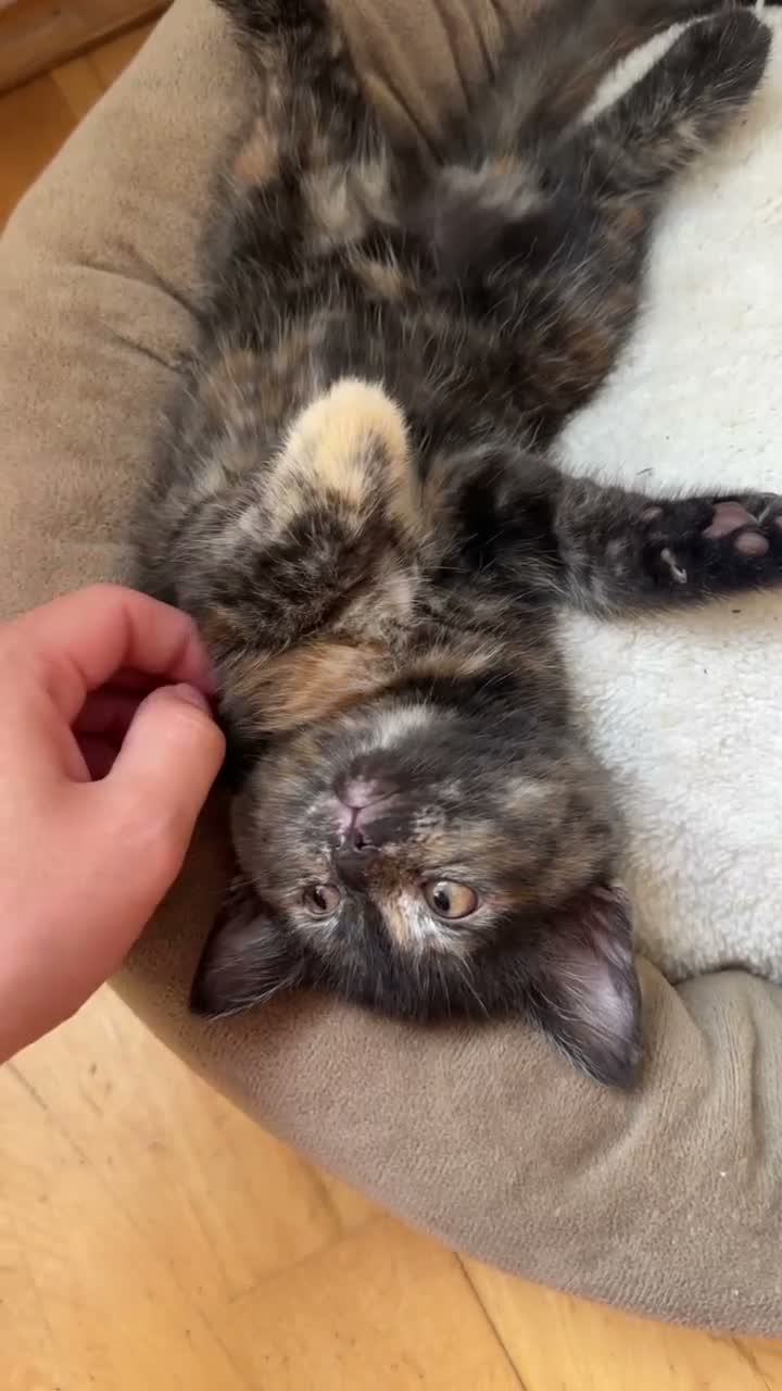 Domestic Shorthair cats for sale: Ginger boy & tortie girls waiting for new families - Video 1