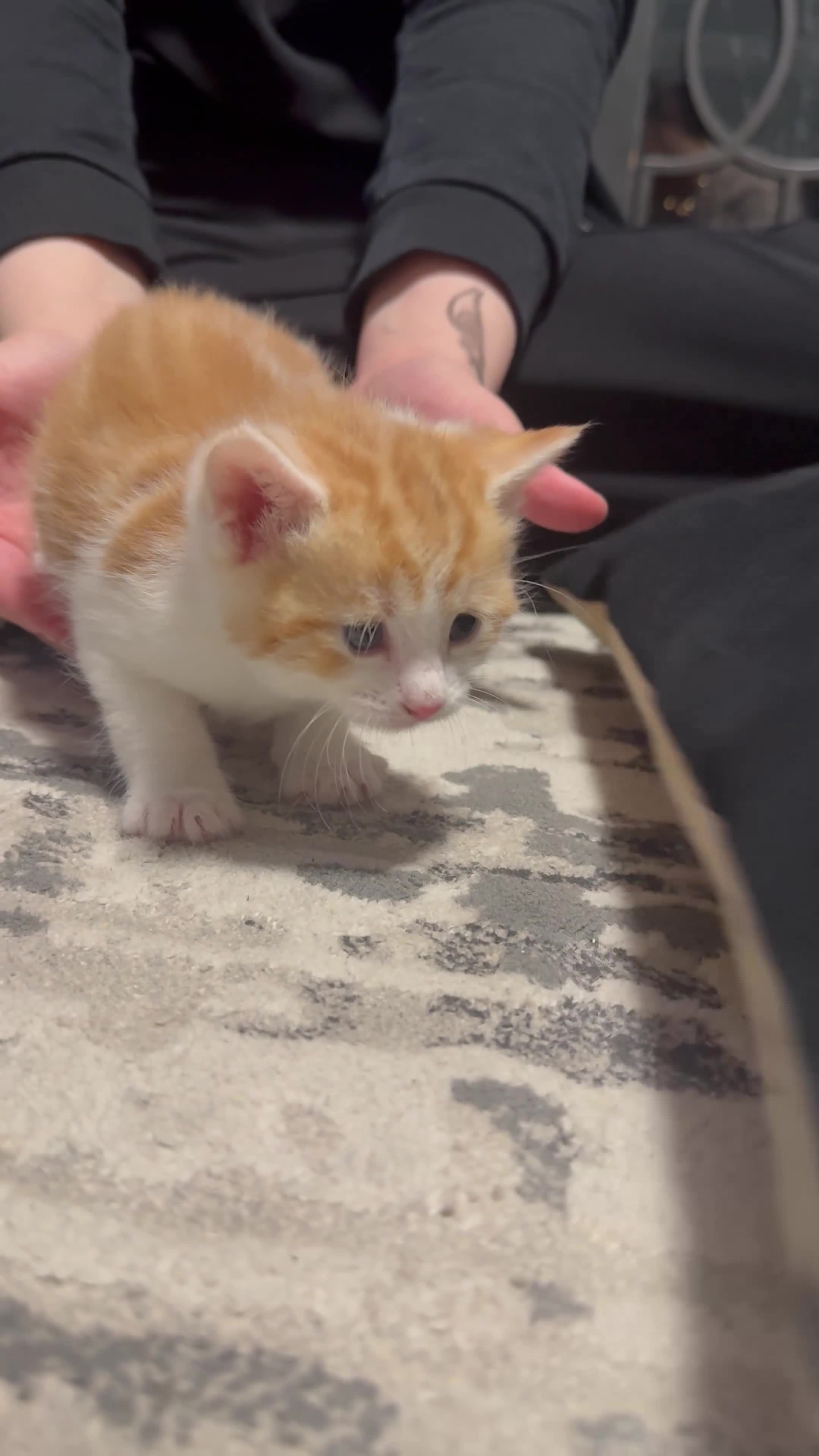 Mixed Breed cats for sale: 6 kittens  - Video 4