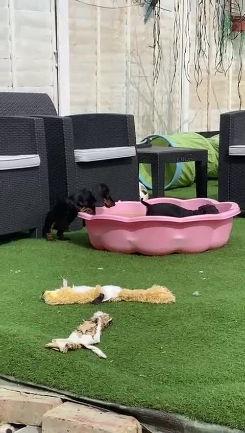 Miniature Dachshund dogs for sale: Stunning Miniature duscuhund  - Video 2