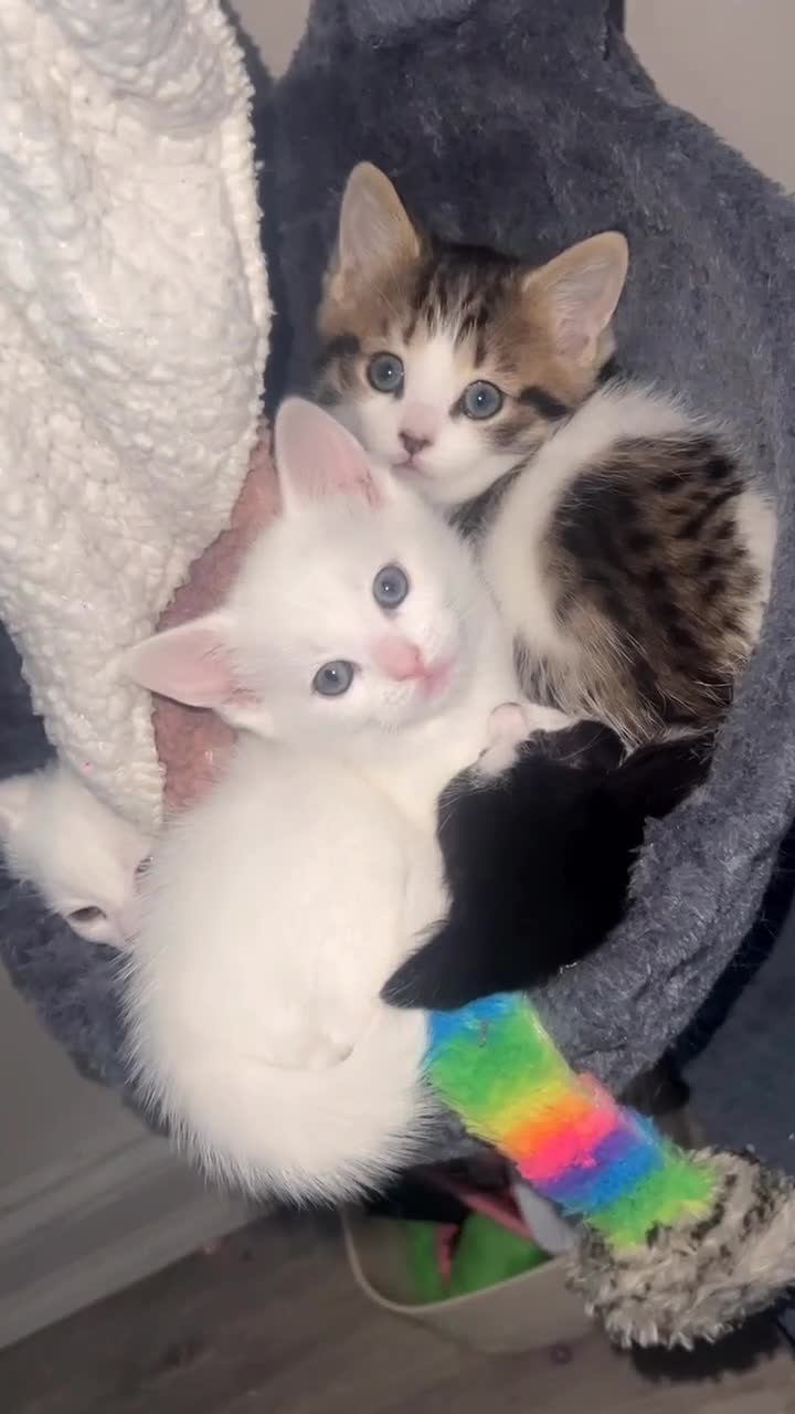 Turkish Angora cats for sale: White and tabby kitten  in Leicester - Video 3