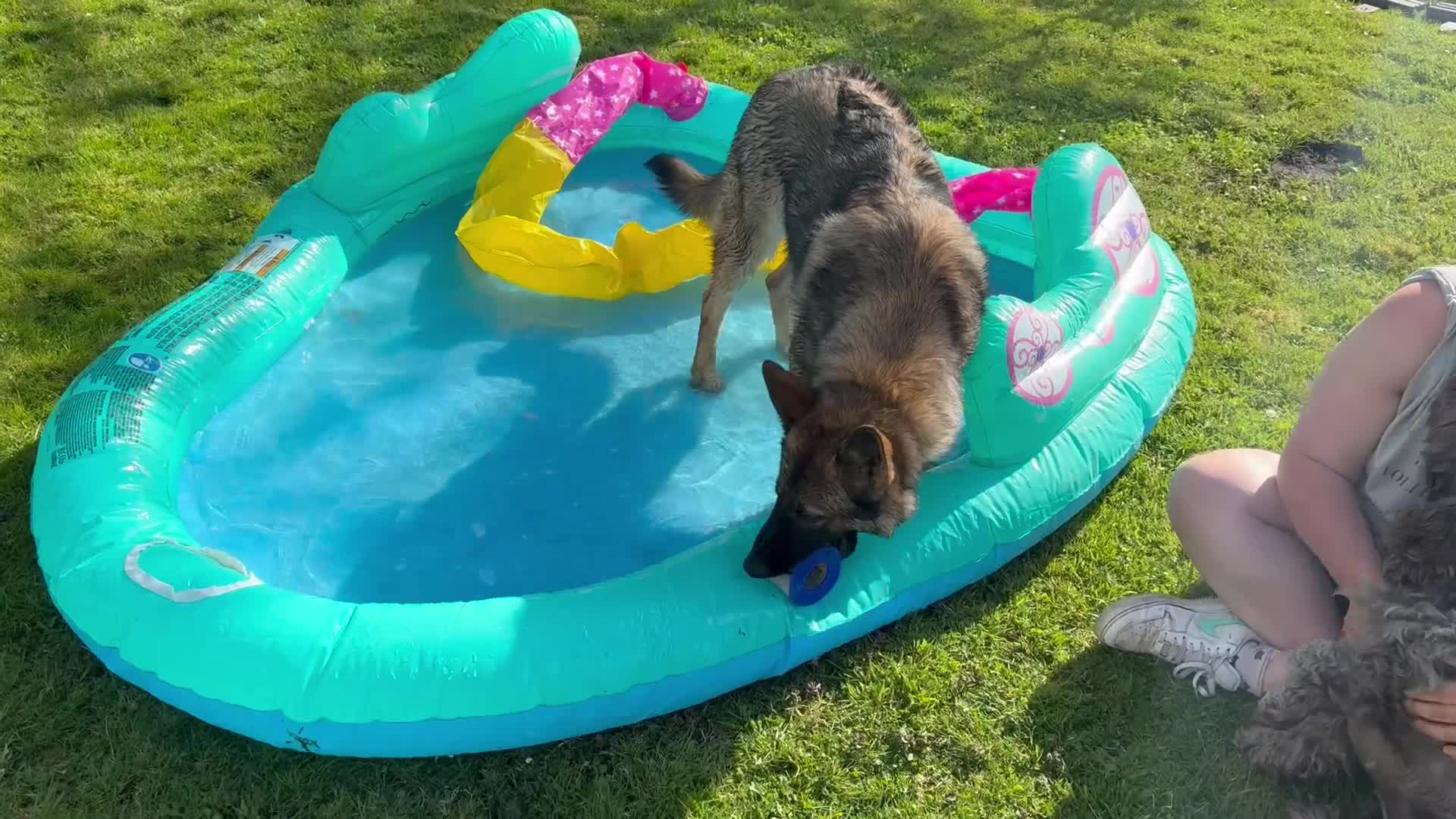 German Shepherd dogs for sale: 1 year old German Shepard female. - Video 1