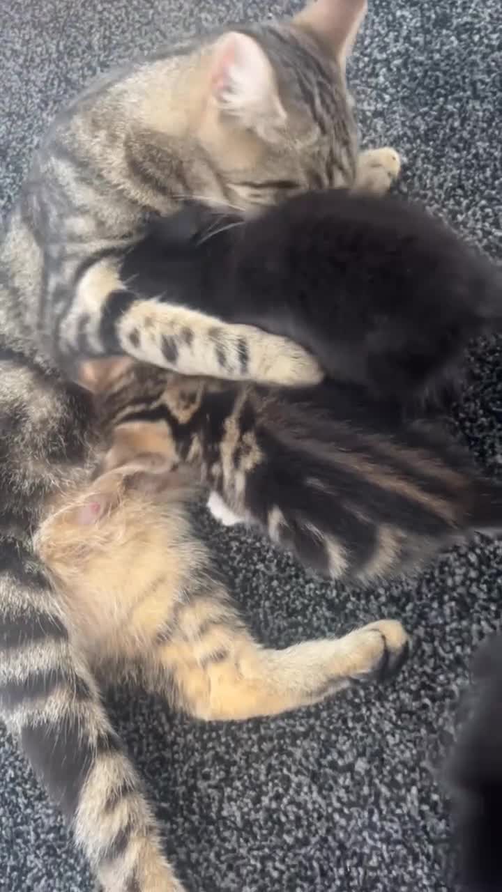 Mixed Breed cats for sale: Beautiful loving kittens - Video 4
