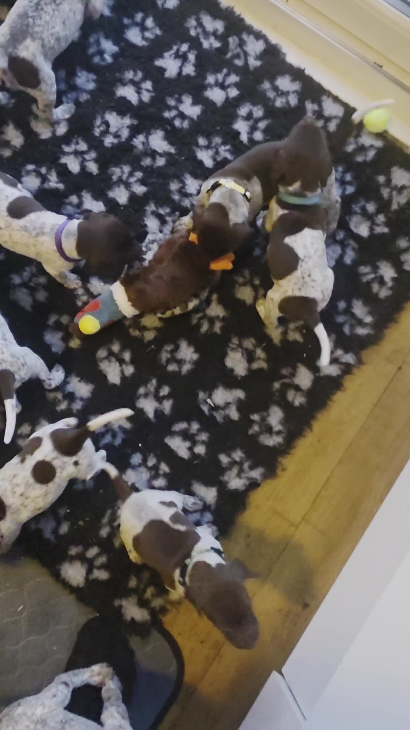 German Shorthaired Pointer dogs for sale: KC Registered German Shorthaired Pointer Puppies - Video 2
