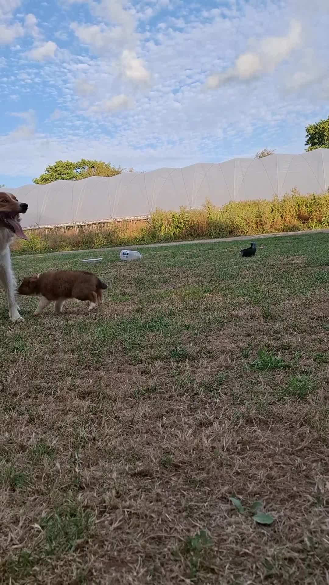 Border Collie dogs for sale: 7 border collie pups 🌟  - Video 5