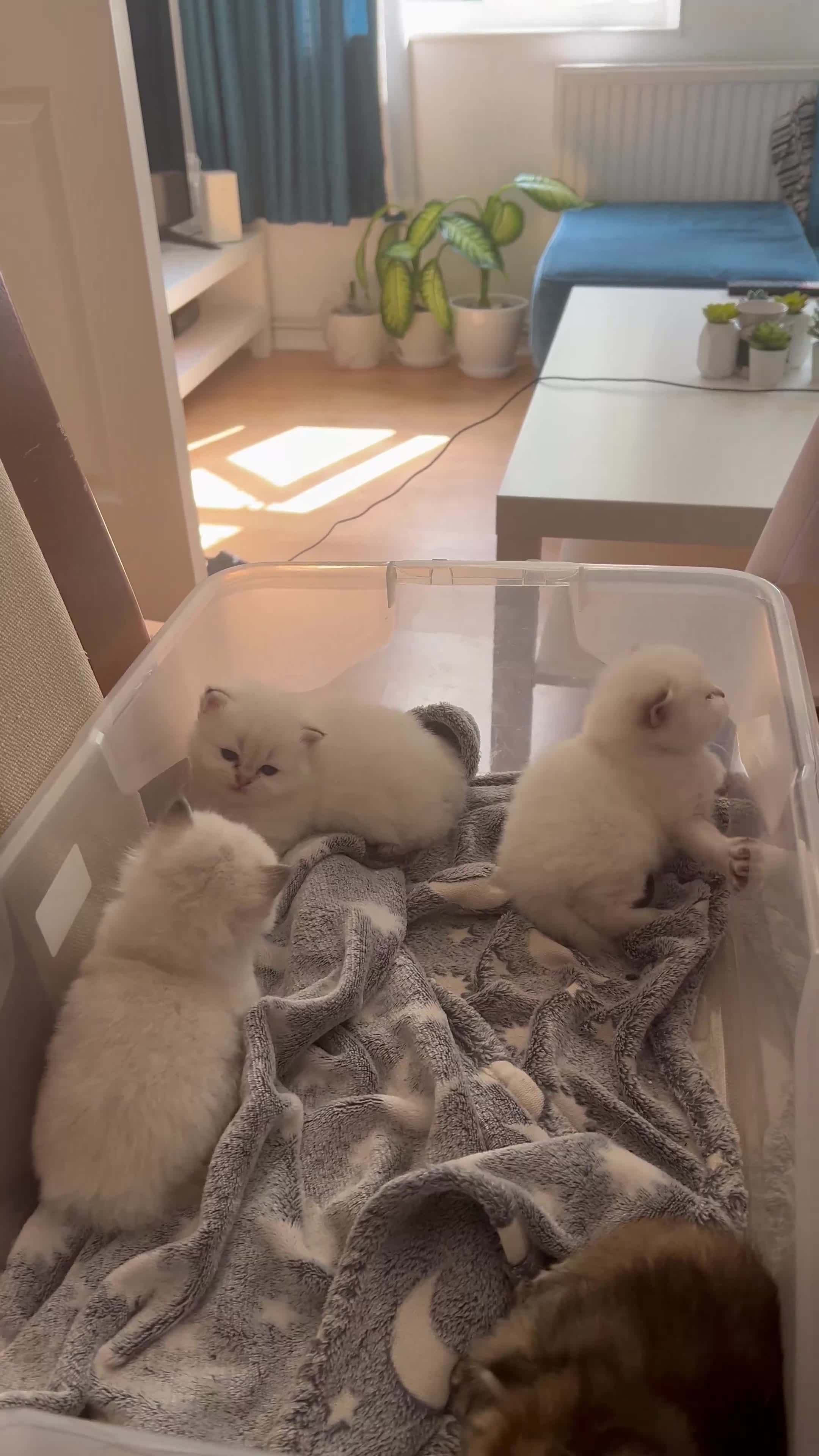 British Longhair cats for sale: Stunning British Longhair Kittens Ready to collect - Video 3