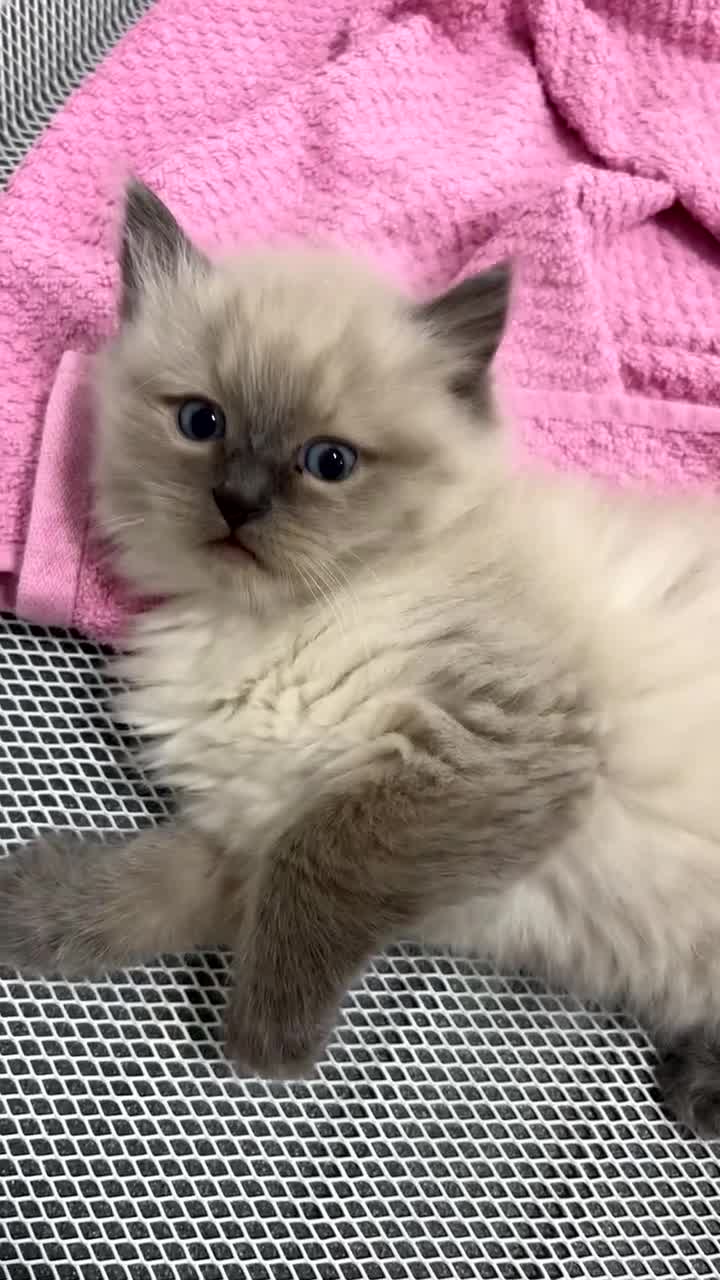 Ragdoll cats for sale: 8 week old Lilac Ragdoll Kitten🥹💜🐈 - Video 2