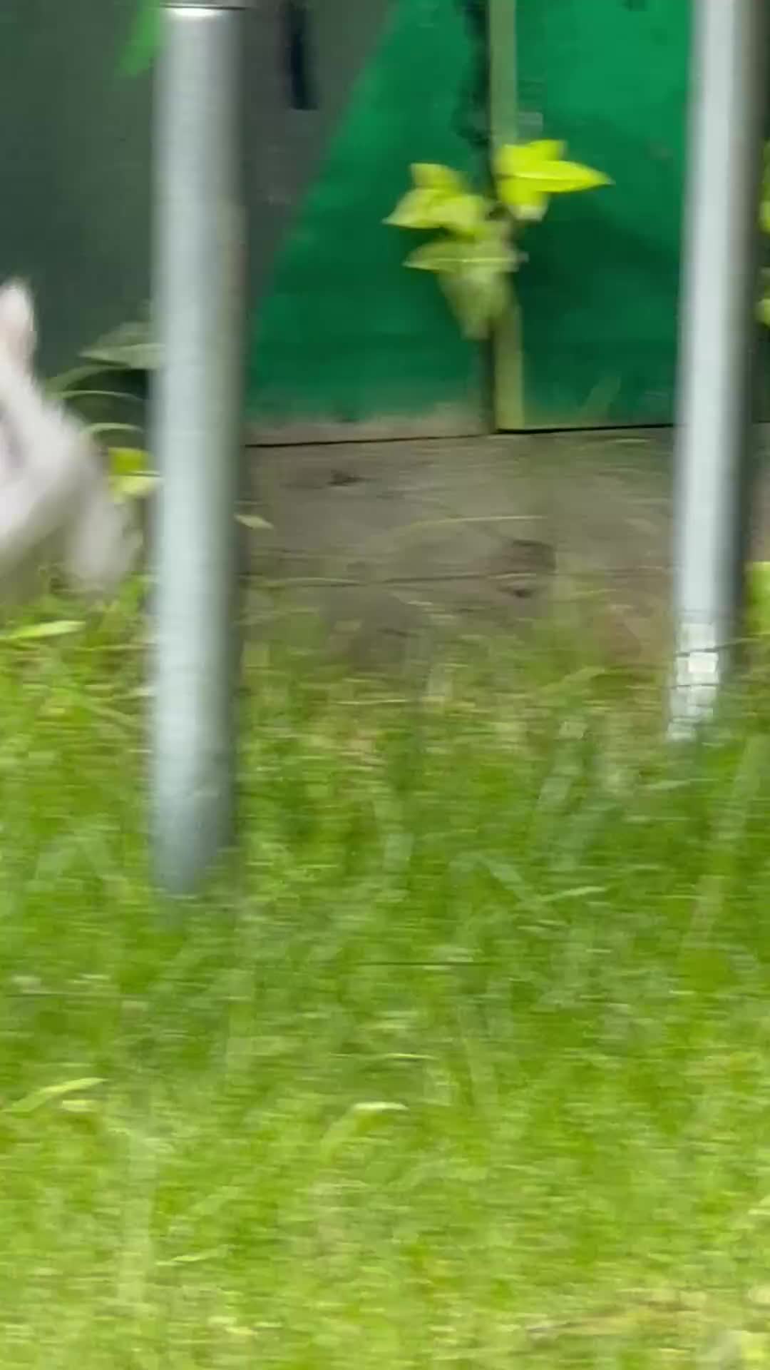 Mini Lop rabbits for sale: 6 month old Lop in Sunderland - Video 3