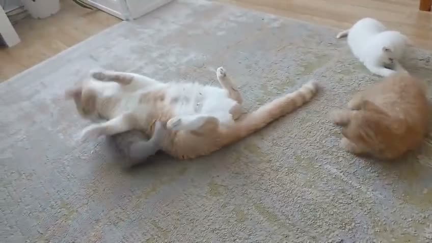British Shorthair cats for sale: British Shorthair Kittens - Video 1