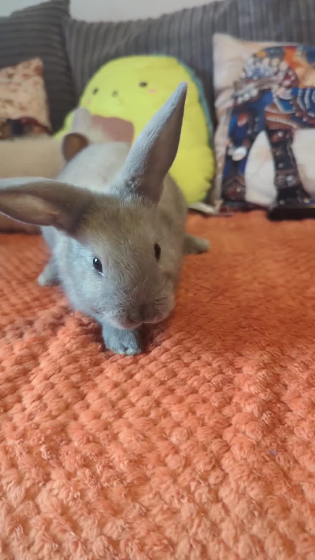 Mixed Breed rabbits for sale: 2 beautiful baby rabbits - Video 1