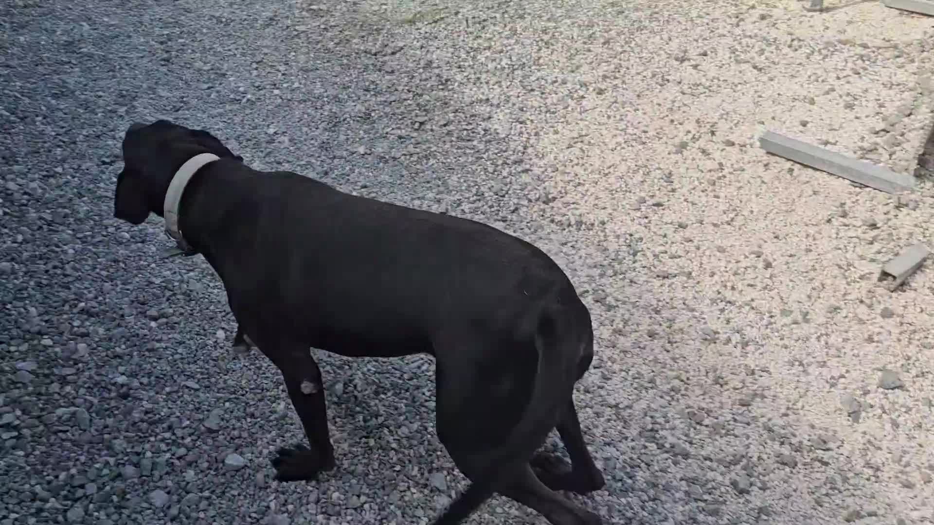Labrador Retriever dogs for adoption: Joey - waiting over 3 years for a home - Video 2