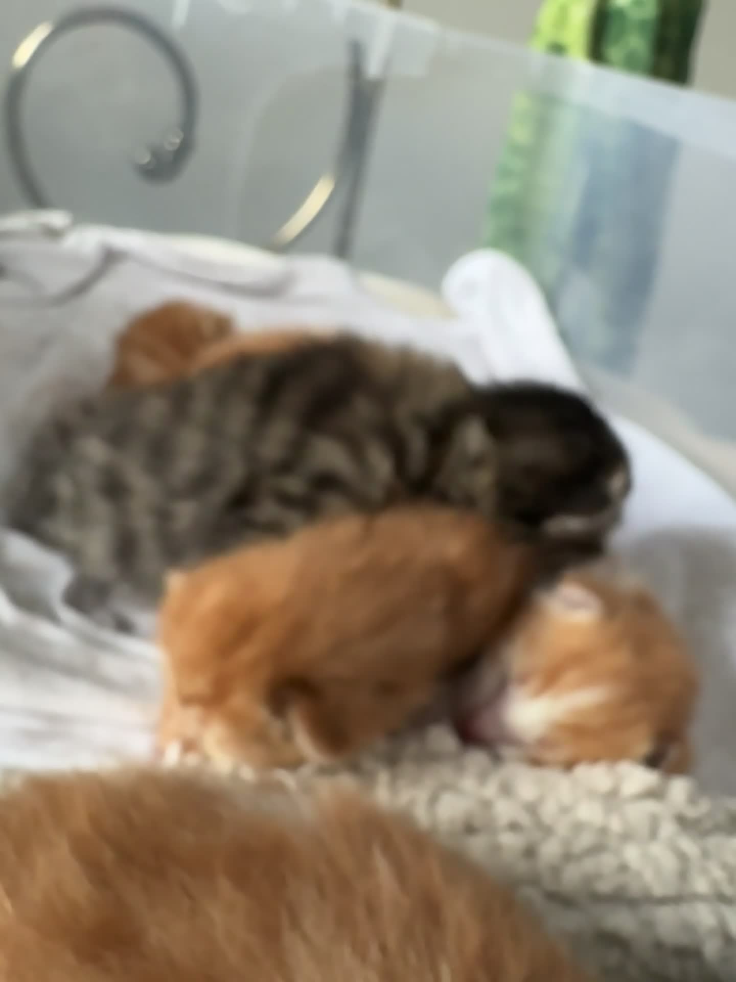 Mixed Breed cats for sale: Mother is a tortoiseshell - first litter  - Video 1