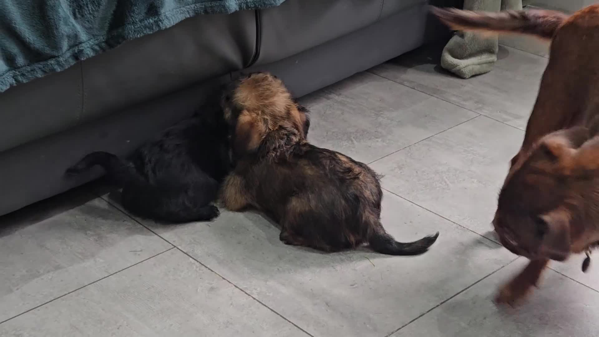 Griffon Bruxellois dogs for sale: Brux Beautys - Video 1