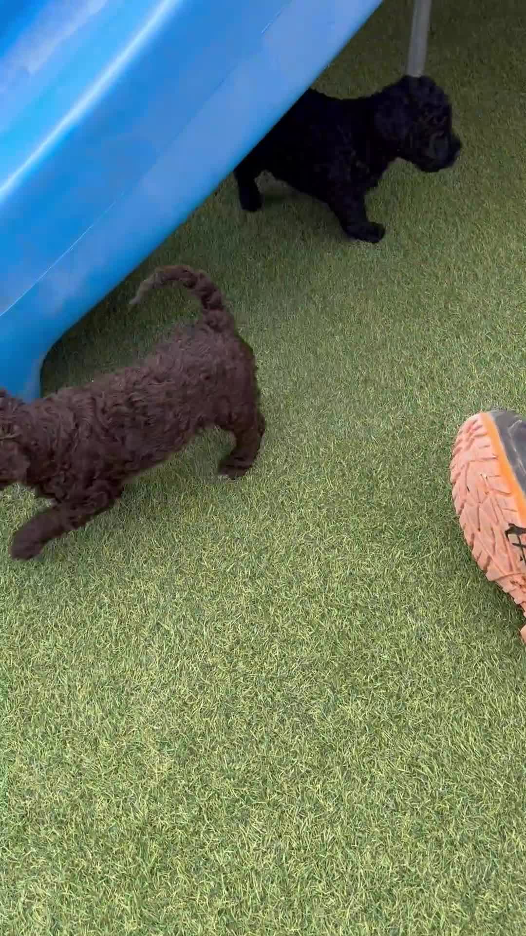Labradoodle dogs for sale: LABRADOODLE & POODLE Ready Now - Video 2