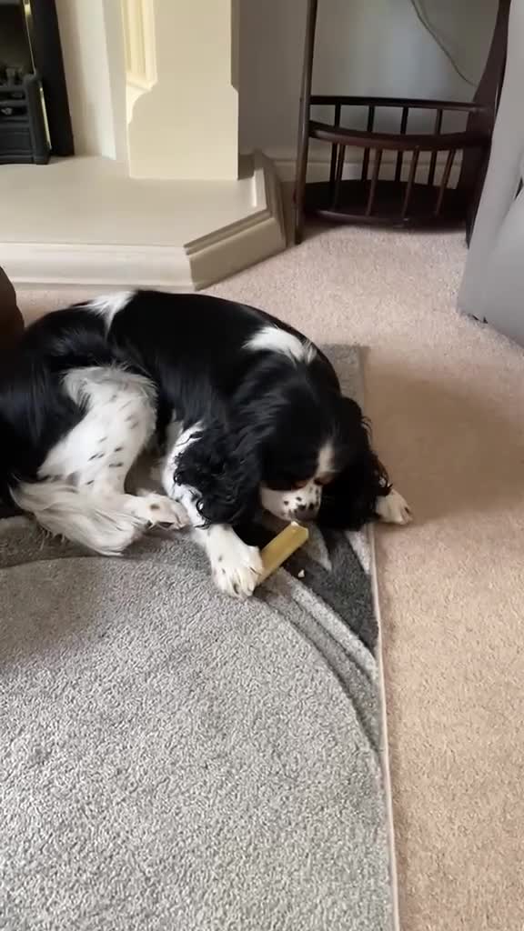 Cavalier King Charles Spaniel dogs for sale: Cavalier King Charles Spaniel KC Puppies - Video 1