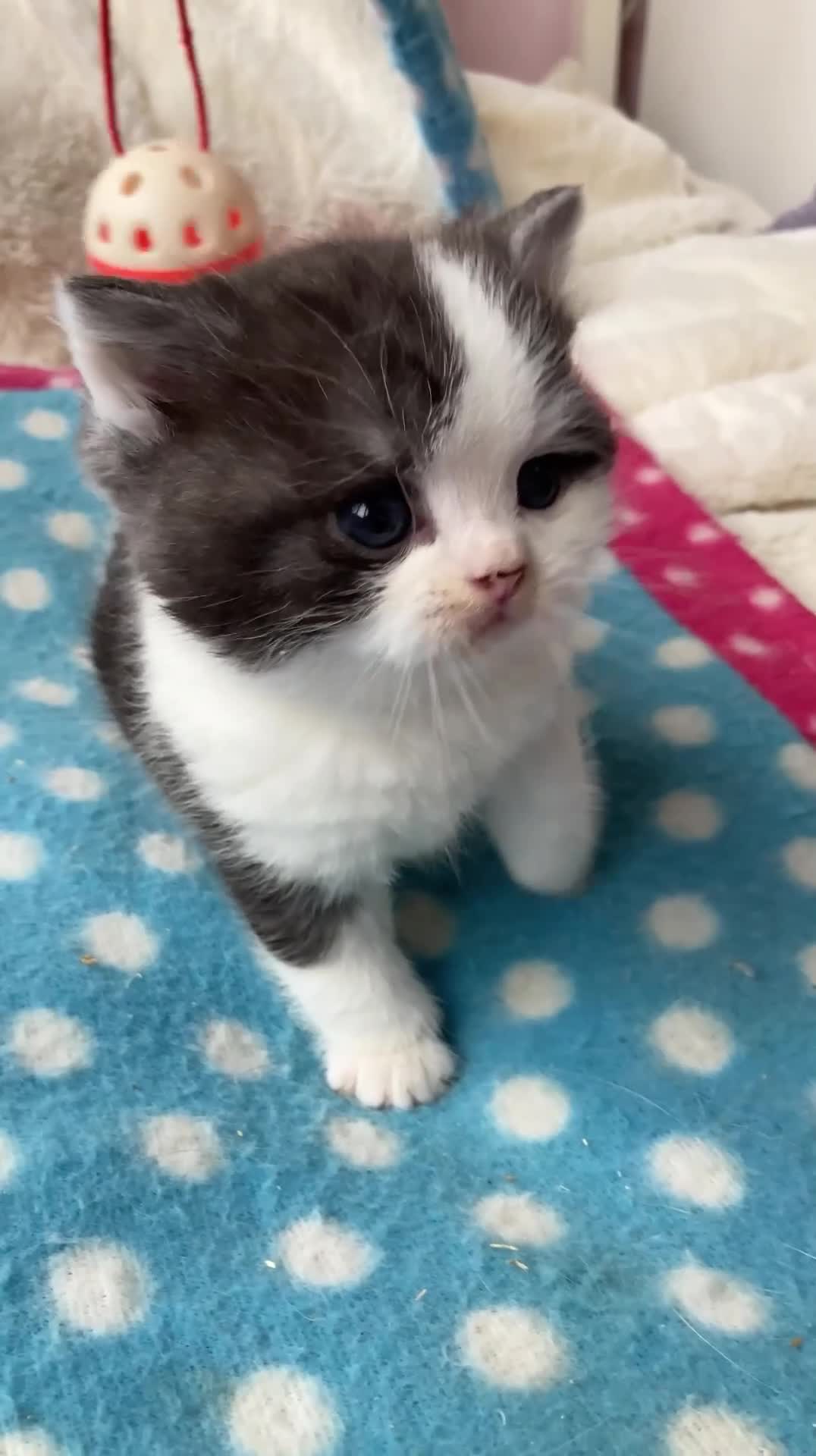 British Shorthair cats for sale: Gorgeous British Shorthairs TICA Registered - Video 2