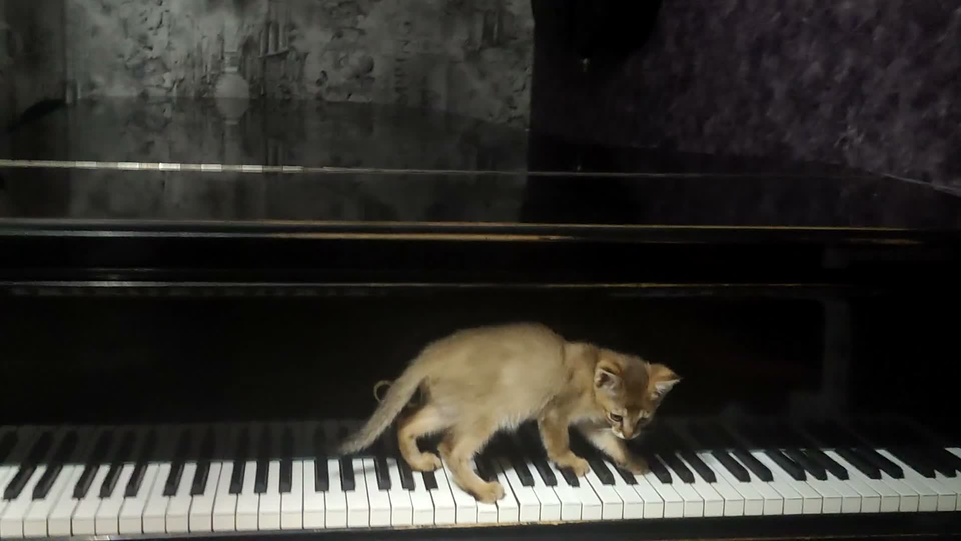 Chausie cats for sale: CHAUSIE F6  - Video 1