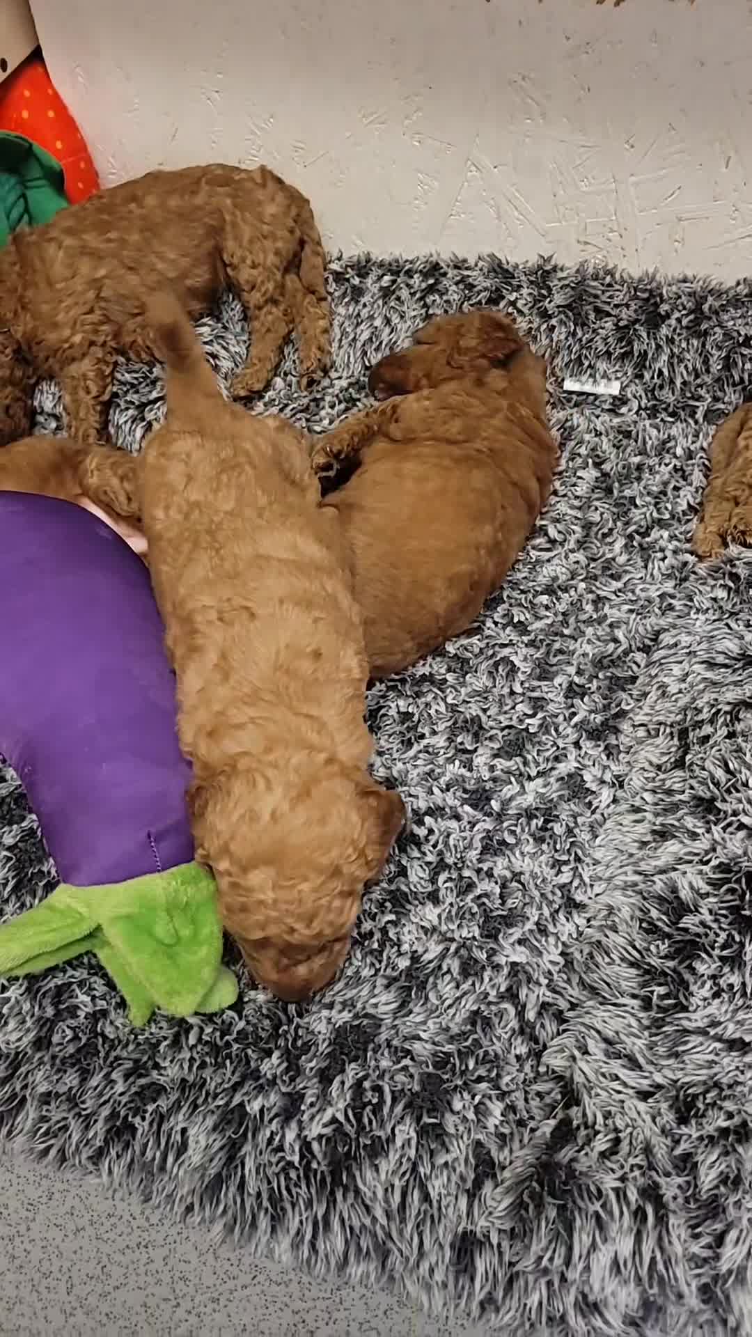 Labradoodle dogs for sale:  Apricot Doodle labradoodles - Video 1