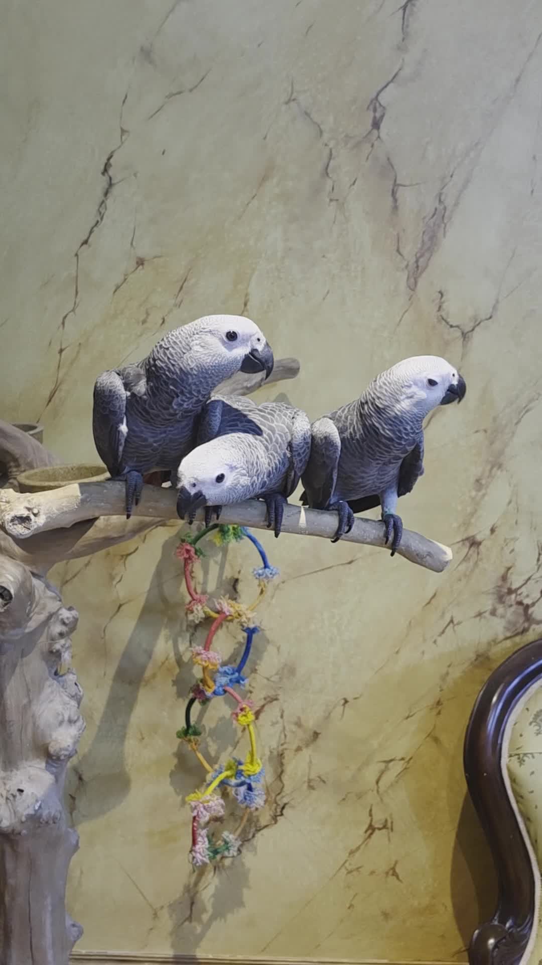 Parrots birds for sale: Silly teamed hand reared African grey Baby - Video 1
