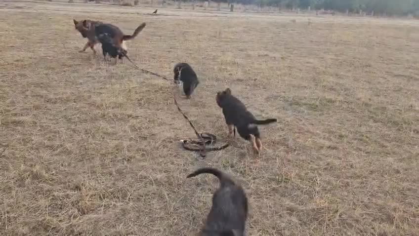 German Shepherd dogs for sale: KC German Shepherd puppies  - Video 3