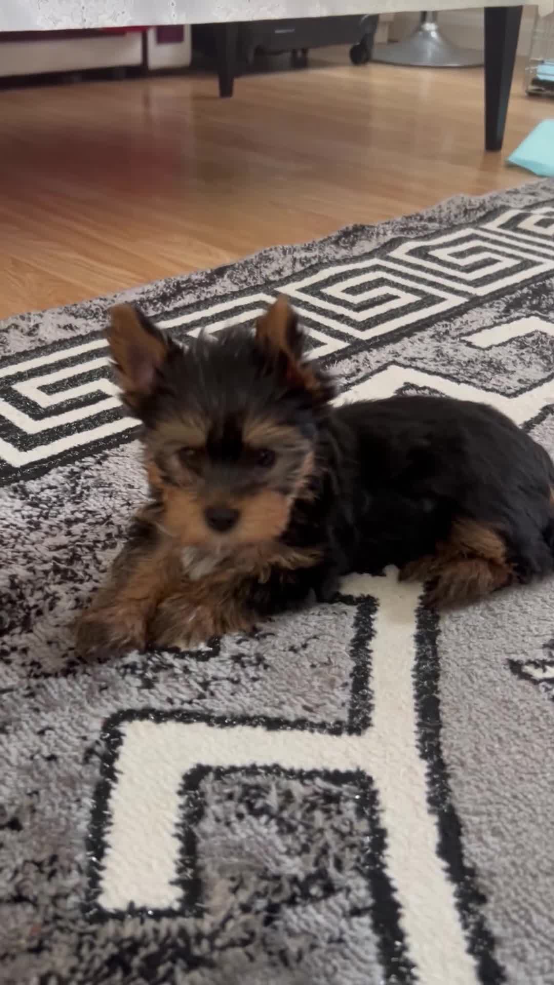 Yorkshire Terrier dogs for sale: Yorkshire Terrier puppiers - Video 1