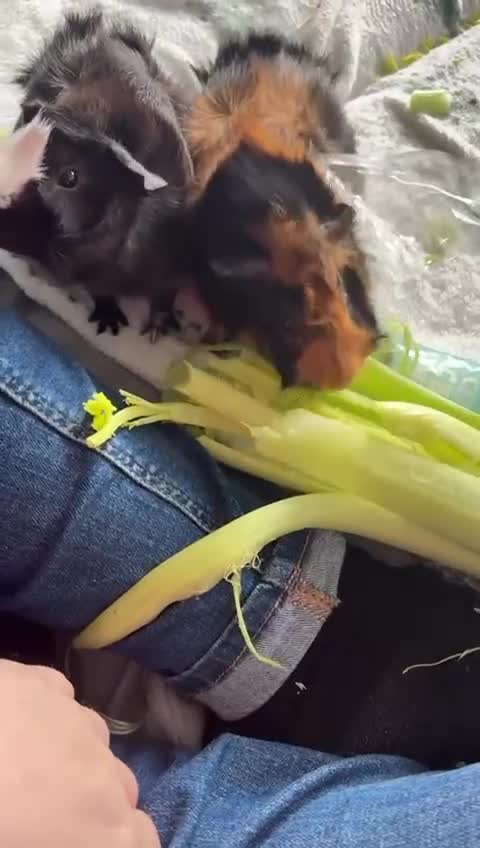 Guinea Pig rodents for sale: Beautiful baby brother guinea pigs  in Dartford - Video 3