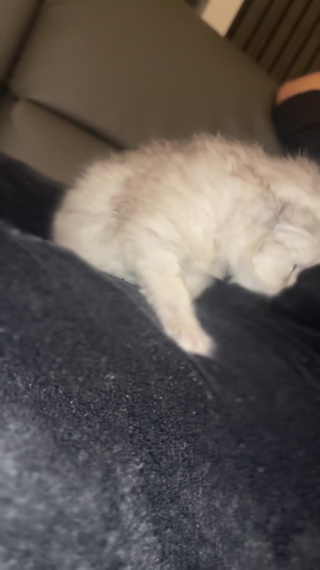 Persian cats for sale: Persian Kittens - Video 4