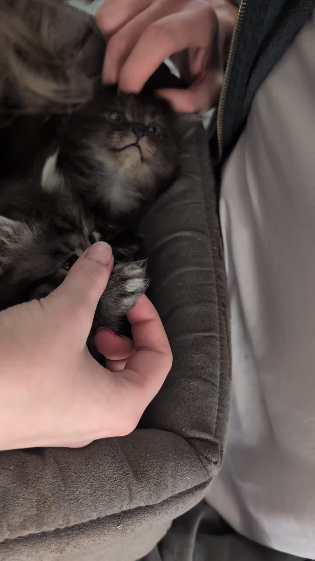 Siberian cats for sale: ✨ Beautiful kittens looking for loving homes ✨ in Eastleigh - Video 2