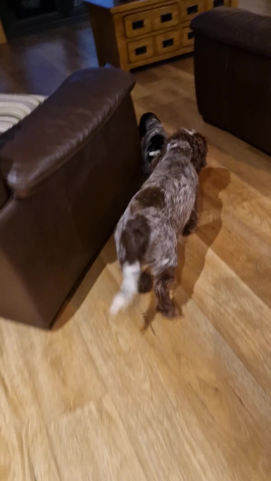 Cocker Spaniel dogs for sale: KC registered Show Type Cocker Spaniels - Video 2