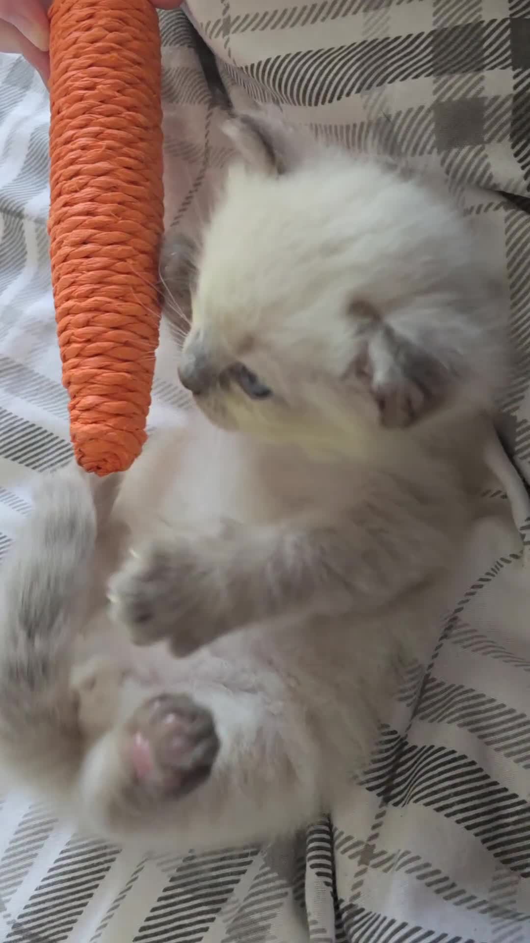 Ragdoll cats for sale: 💙 BLUEPOINT RAGDOLL BOY FOR SALE 💙 - Video 1