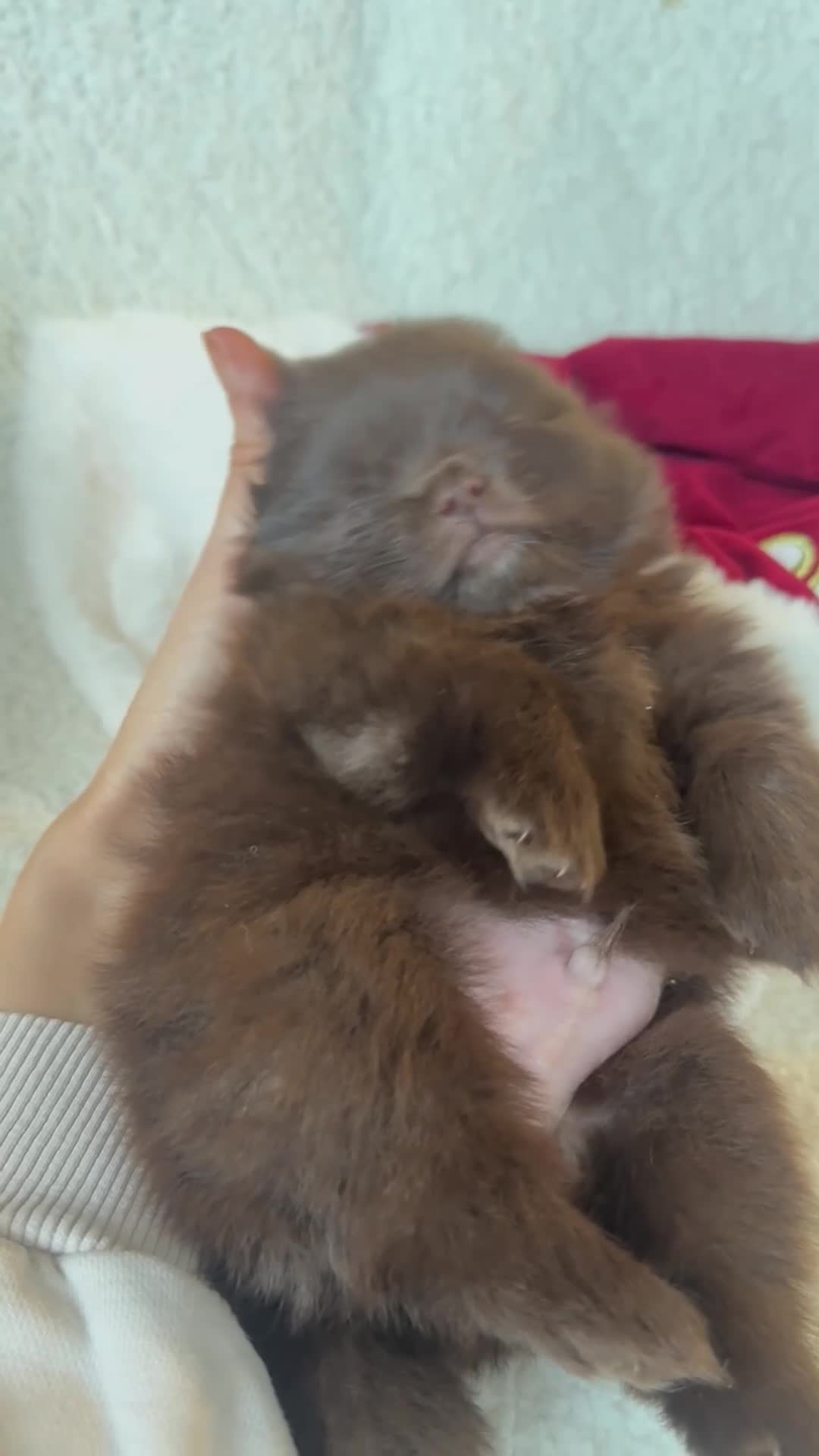 Pomeranian dogs for sale: *READY 24th Dec! x2 small boy poms for sale - Video 2