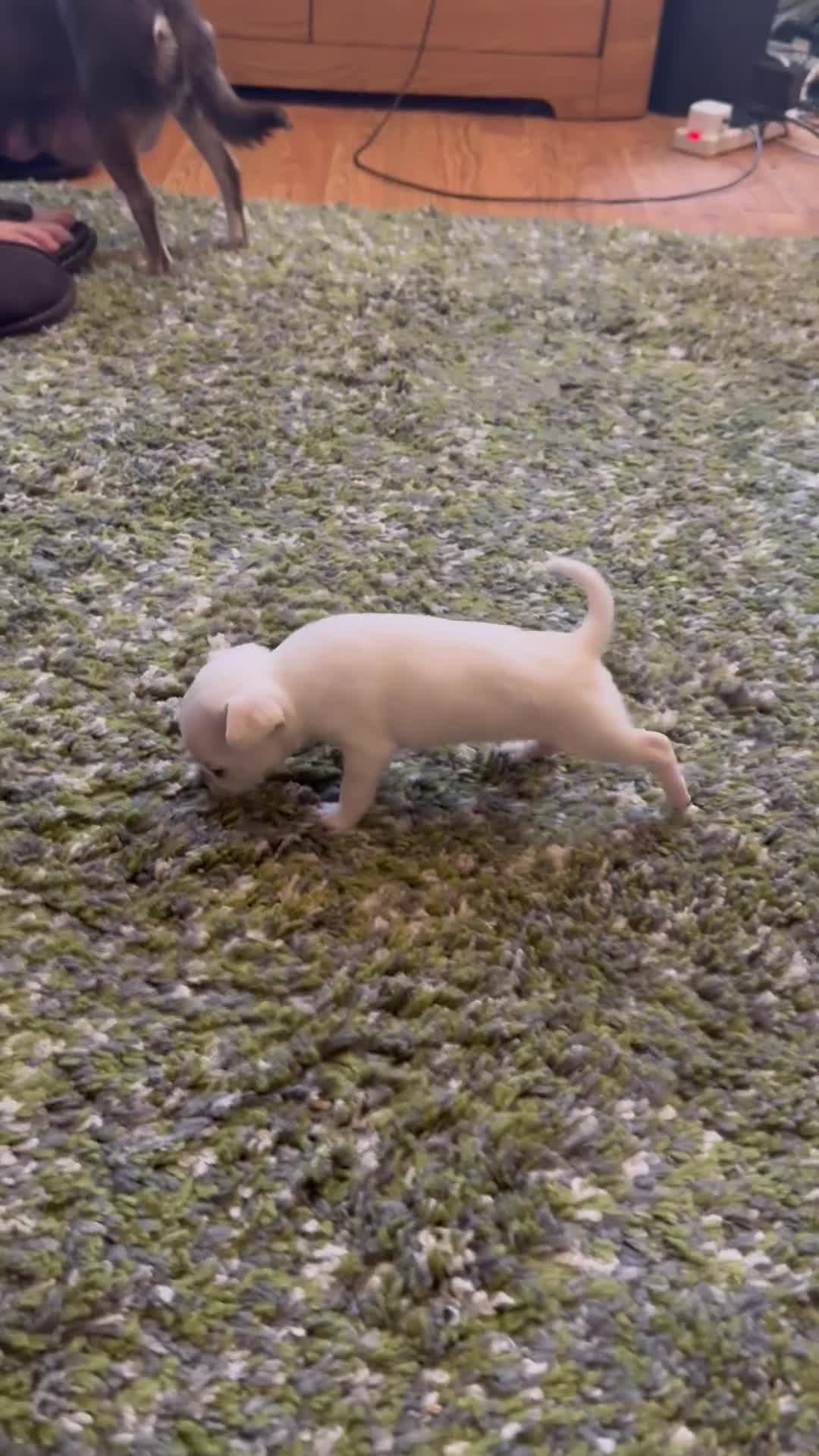 Chihuahua dogs for sale: Last cream boy (REDUCED AGAIN) - Video 2