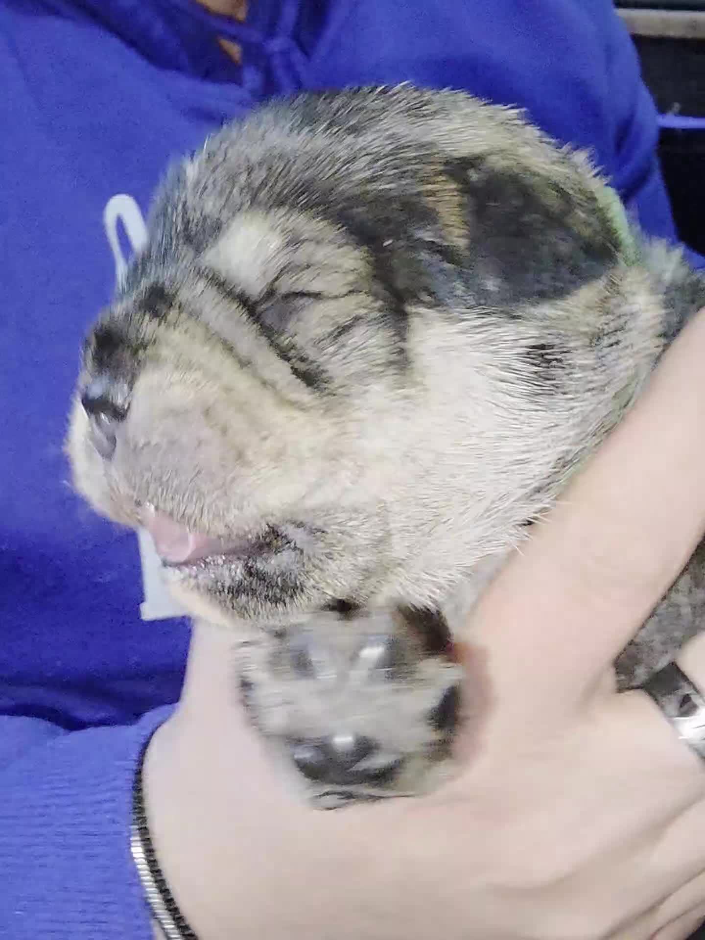 Mixed Breed dogs for sale: Bulldog x minture schnauzer  - Video 5