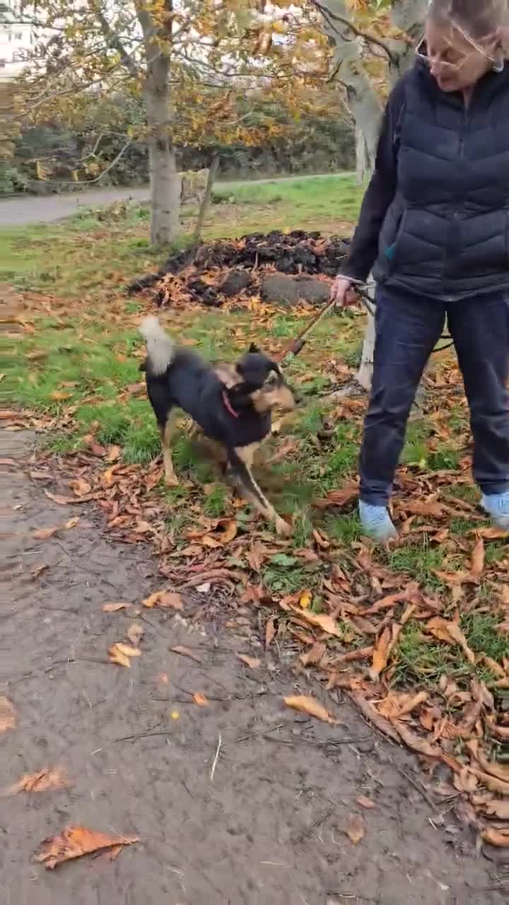 Mixed Breed dogs for adoption: BRILLIANT BERTIE - Video 1