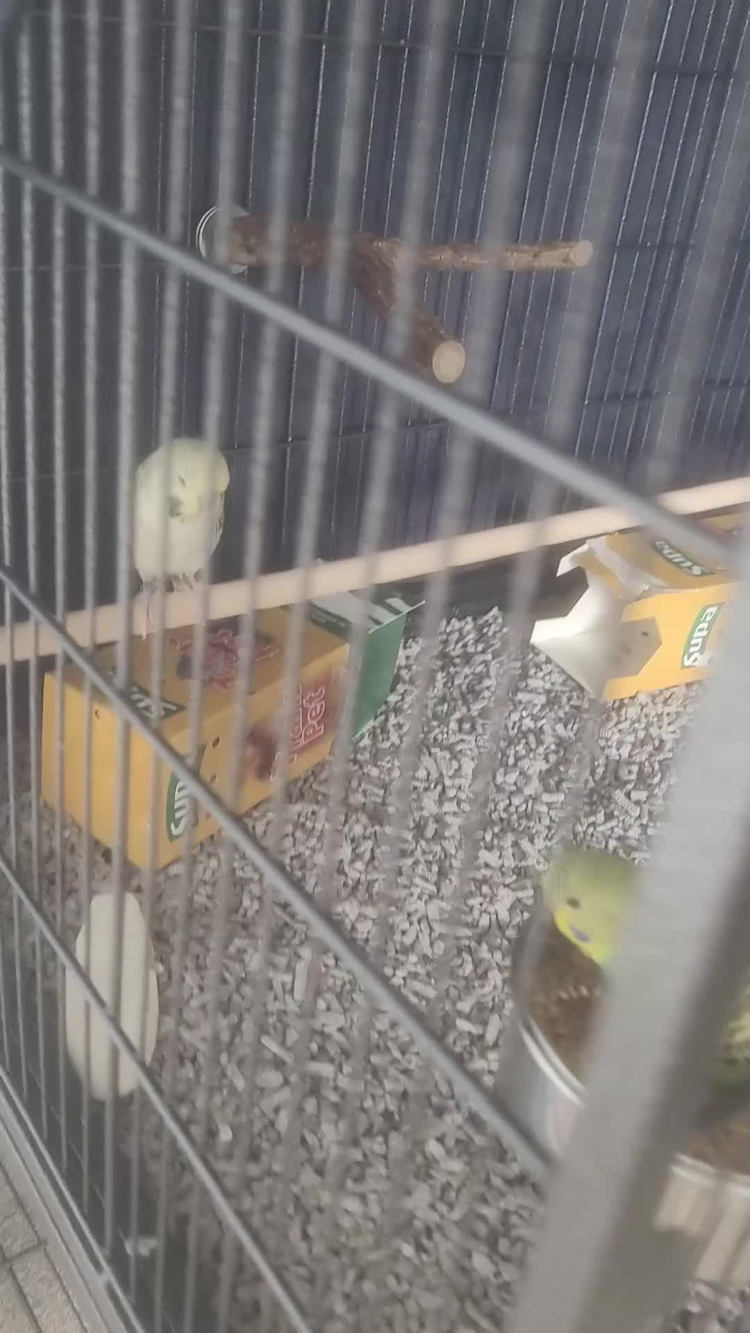 Budgerigars birds for sale: X2 baby Budgies £30 each - Video 1