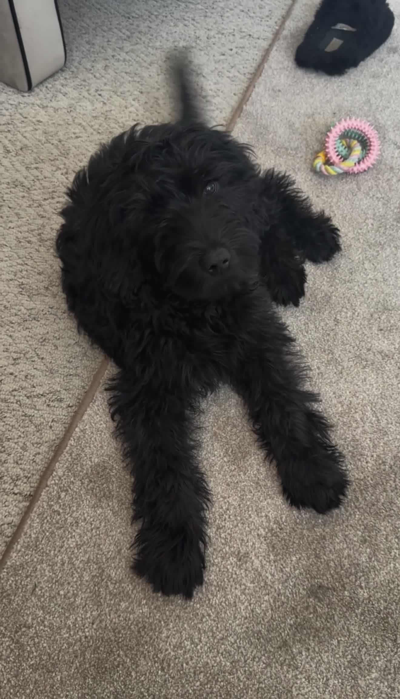 Labradoodle dogs for sale: Miniature Labradoodle in Nelson - Video 1