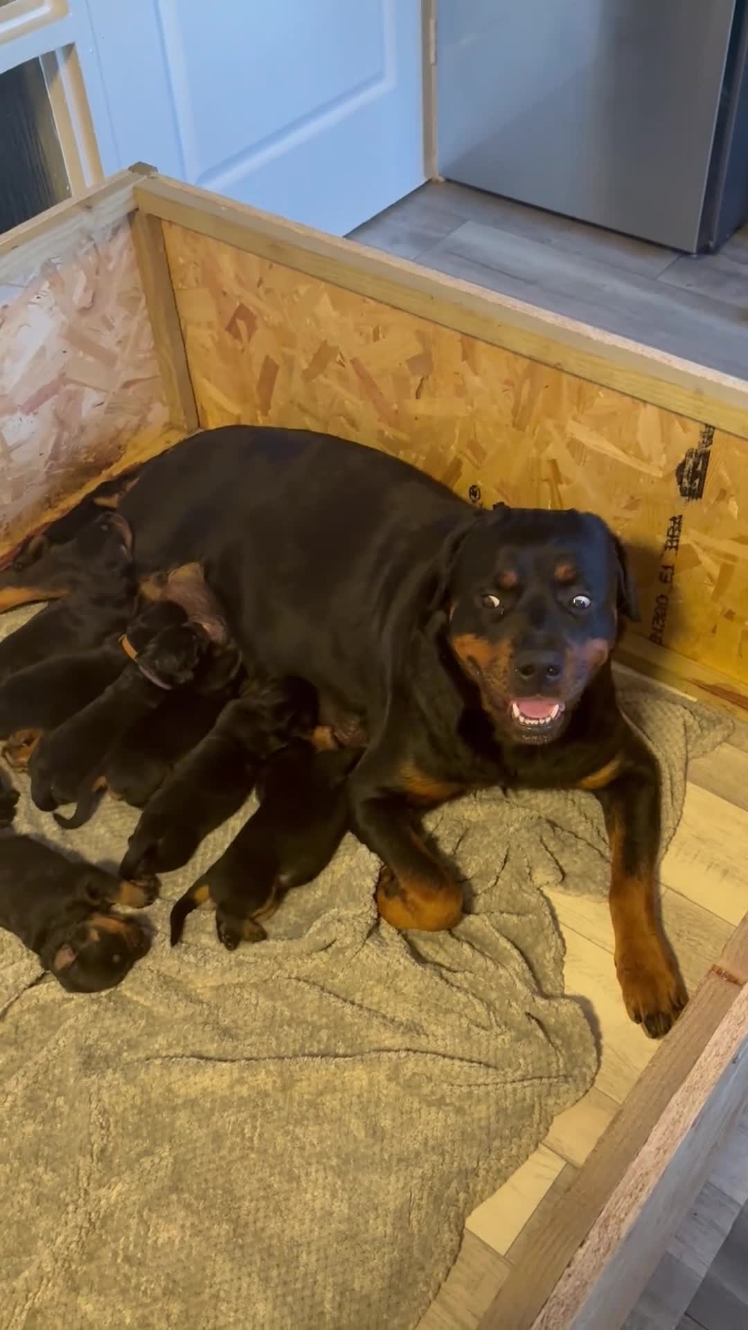 Rottweiler dogs for sale: World champion bloodlines last few remaining  - Video 3