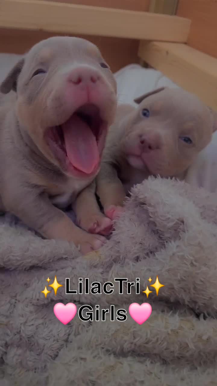 American Bully dogs for sale: ✨️American Bully (Pocket) Puppies✨️ - Video 3
