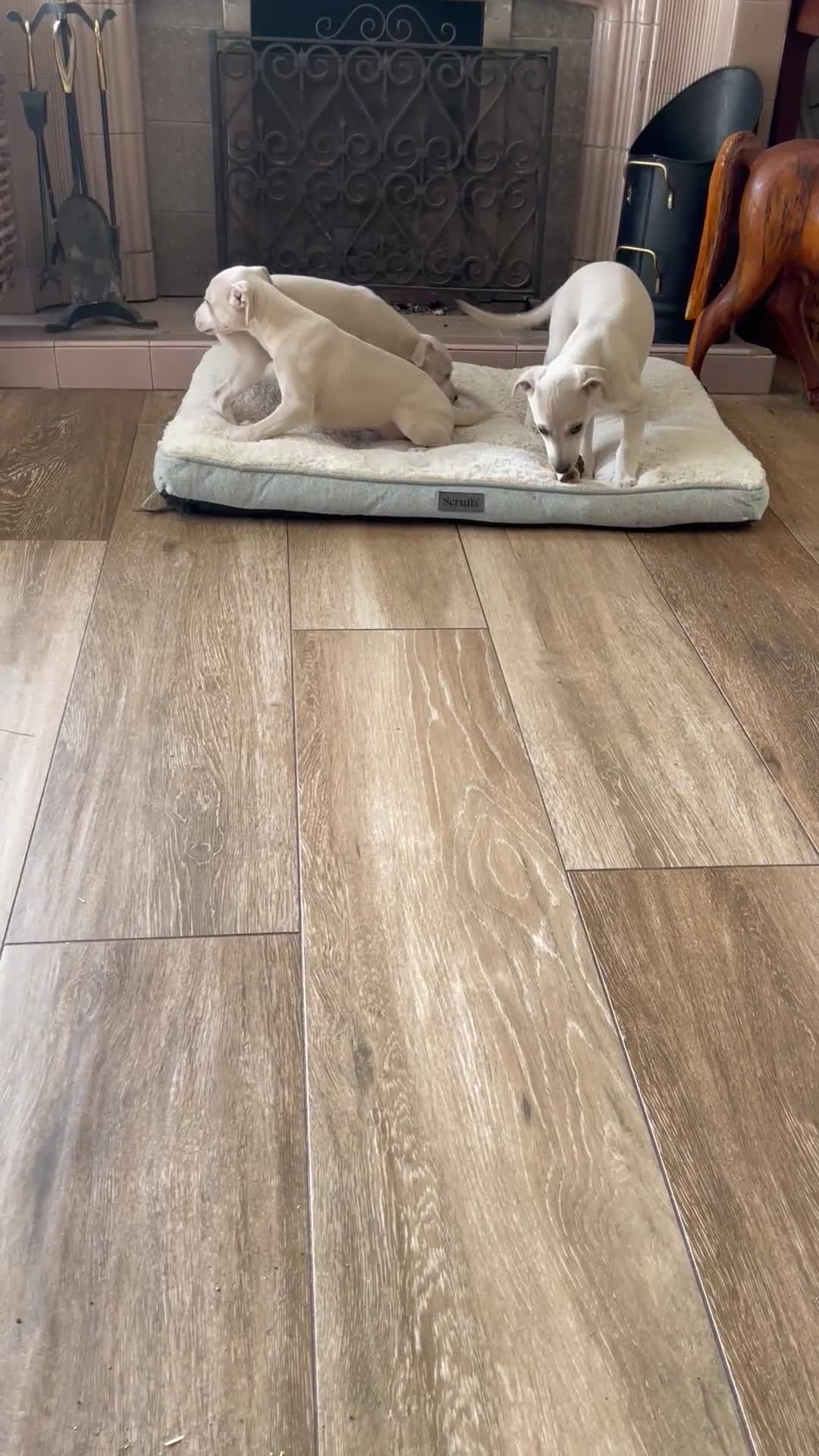 Mixed Breed dogs for sale: Wiggy’s  Whippet x Italian silver fawns - Video 4